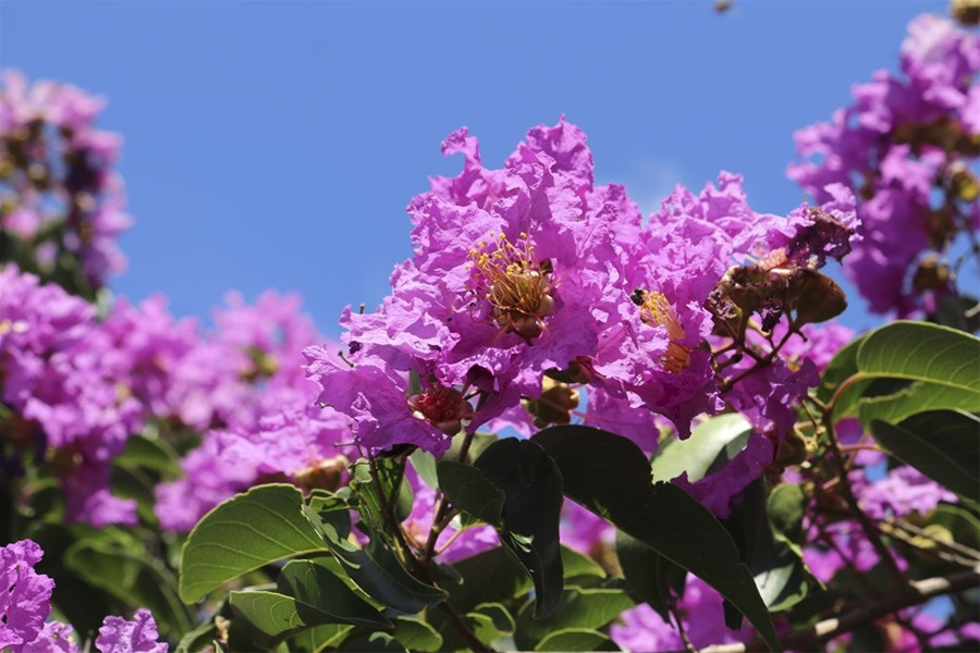 [Photos] Crape myrtles: Flowers don’t tell, they show